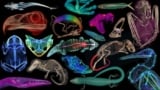 CT scans of museum specimens