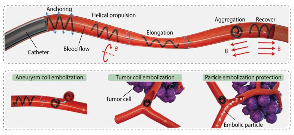 Magnetic soft microfibrebots in a blood vessel