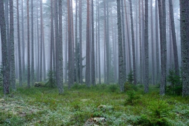 21-02-24 forest-mist-235492606-Shutterstock_Conny-Sjostrom Trees in a forest