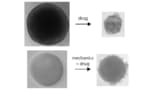 Chemoresistance in spheroids