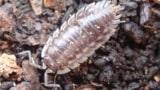 Woodlouse