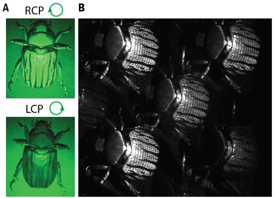 Beetle polarization Three images of a Chrysina gloriosa beetle. The two circularly-polarized light images are bathed in green light and show different patterns on the beetle's shell. The Mueller Matrix image is black and white and shows a pattern of characteristic lines that also appears in the polarized light images.