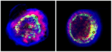 Optical emission from the remnants of supernovae